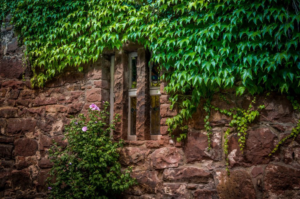 ivy covered wall and window
